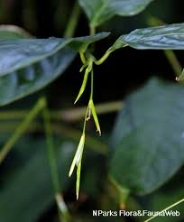 Image result for Marantochloa congensis