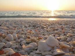 Shells you can find here include murex, zebra periwinkles, scallops, and clams. Anna Maria Island Best Beaches For Splendid Seashells On Anna Maria Island