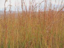 Thatch Grass Harvested For Making Thatch Roofs Thatched Roof Grass Thatch