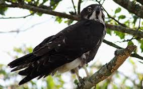 We did not find results for: 20 Arti Mimpi Tentang Burung Elang Kelelawar Menurut Primbon Jawa Dan Islam Perjalanan