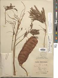 Image result for Entada abyssinica