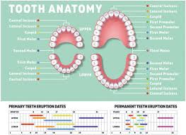 Image result for Dentition