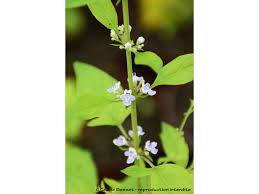 Image result for Vitex sp. A