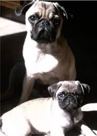 Pug Age Growth Chart Puppy And Adult