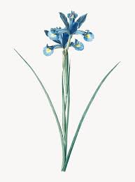 Download Vintage Illustration Of Spanish Iris For Free In 2020 Vintage Illustration Purple Iris Flowers Vector Free