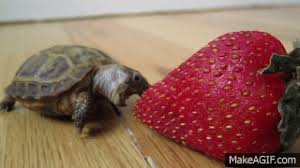 We did not find results for: View Topic Jingle 132 Strawberry Swirl Chicken Smoothie