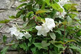 Image result for dipladenie suaveolens obrázek