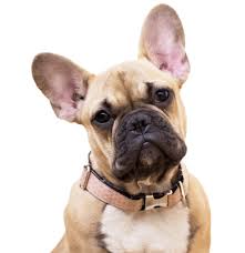 The search tool above returns a list of breeders located nearest to the zip or. French Bulldog Puppies For Sale Adoptapet Com