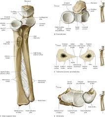 Distal radioulnar joint is an articulation between radius and ulna which enables us to rotate our distal radioulnar joint: Elbow Forearm Atlas Of Anatomy