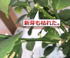 鉢植えレモンの葉が黄色になり枯れてきた もうダメかも