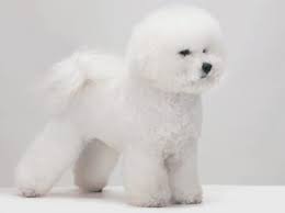 Look at pictures of bichon frise puppies who need a home. Bichon Frise Puppies And Dogs For Sale Jelena Dogshows