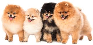 These miniature poodles are mixed with another small dog breeds. Pomapoo Is The Pomeranian Poodle Mix For You