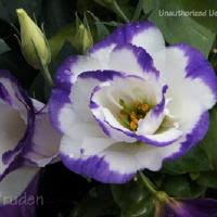 Image result for eustoma Balboa