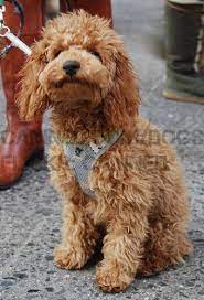Canined Nyc Groomed Cute Apricot Toy Red Miniature Poodle Dog Picture 13 Poodle Dog Poodle Miniature Poodle