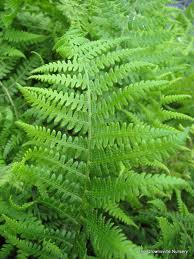 Image result for Athyrium