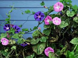 Image result for Ipomoea polymorpha