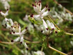 Image result for Fumaria