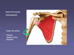 The muscles of the shoulder joint below include, amongst others, the rotator cuff, composed of supraspinatus, infraspinatus, teres minor, and subscapularis. The Shoulder Complex Muscles Of The Ac Joint