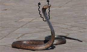 Snakes With Arms Drawn On Make The World A Better Place Cute Snake Snake Photos Cute Reptiles