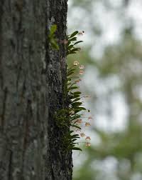 Image result for Bulbophyllum prorepens