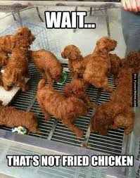 30 Most Funniest Chicken Meme Pictures That Will Make You Laugh Funny chicken jokes to get you chuckling (or chickling). 30 most funniest chicken meme pictures