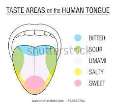Bitter Taste In My Mouth Causes Taste Areas Of The Human Tongue Colored Division With Zones Of Taste Buds For Bitter Sour Sweet Salty And Umami Tongue Taste Buds Human Tongue Taste Buds