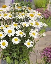Snow lady is the earliest shasta daisy to flower on a dwarf, petite plant. Leucanthemum X Superbum Snow Lady Giant White Shasta Daisy Plants Garden Plants