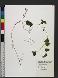 Image result for Vigna hosei