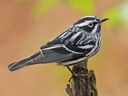 Black And White Warbler Song Black And White Warbler Adult Male With Images Black And White Birds Birds Birds In The Sky