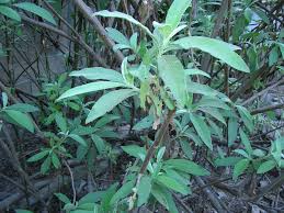 Image result for Blumea