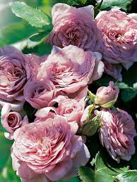 ° over 1500 body perfume oils & fragrance oils to choose from Swane S Nurseries Bonnie Babes Roses