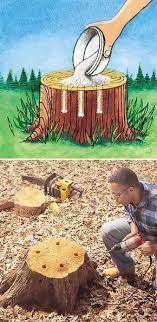 Tree Stumps Removal Backyard Garden Garden Landscaping Tree Stump