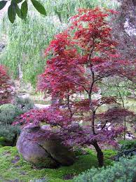 Thick stems, closely spaced buds, a naturally layered habit, and tolerance for pruning. Japanese Maple Care Mendocino Maples Nursery