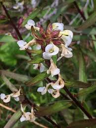 Image result for Orobanchaceae