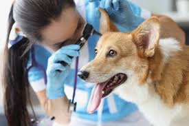 Image result for mold in the ear dog