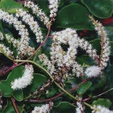 Image result for Anredera