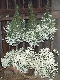 Feverfew Matricaria Chrysanthemum Parthenium Feverfew Has A Small Off White Double Button Type Dried Flowe Dried Flowers Flower Garden Herbal Tea Garden