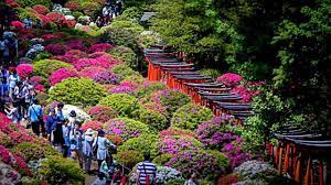 Bunkyo Azalea Festival Japan Hd1080p Youtube Azalea Festival Azaleas Japan