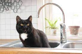 Learn how to potty train a puppy in 6 days for free. How To Keep Your Cat Off The Kitchen Counters