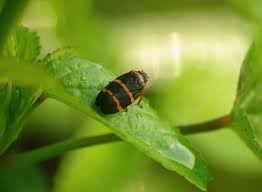 Maybe you would like to learn more about one of these? Black And Red Striped Bug Little Dog Laughed Flickr