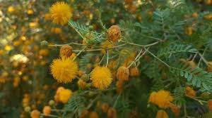 Image result for Acacia karroo