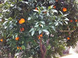 Belgium, denmark, france, germany, ireland, luxembourg, netherlands. Spanish Fruit A Seasonal Guide Quince Chirimoya Loquats Piccavey