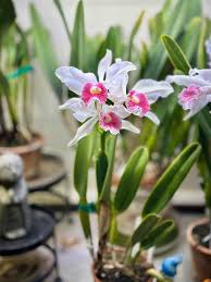 Image result for Pyrenacantha kirkii