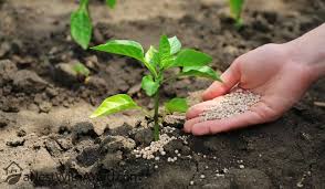 Maybe you would like to learn more about one of these? What Is 10 10 10 Fertilizer How To Use It In 2021 A Nest With A Yard