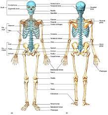 Skeletal System Organization Of The Skeletal System Skeletal System Skeletal System Anatomy Medical Anatomy