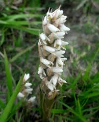 Image result for Zeuxine africana