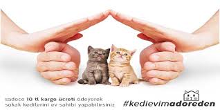 Yalnizca Kargo Parasina Kedi Evi Alin Yesilist Herkes Icin Yesil 2020 Kedi Evi Kedi Hayvan