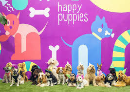 This ensures a rich extraction for a coffee that tastes just like it does at the café. 15 Best Eco Friendly Pet Brands For Dog Lovers Australian Dog Lover