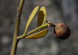 Image result for Pentarhopalopilia