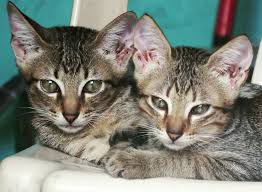 I posted here recently looking for advice, and i've kind of fallen in love with this subreddit. 160 Twin Cat Names The Paws